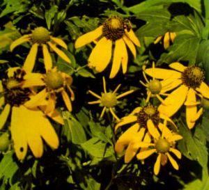 Rudbeckia amarilla