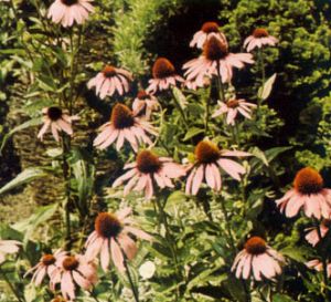 Rudbeckia rosa