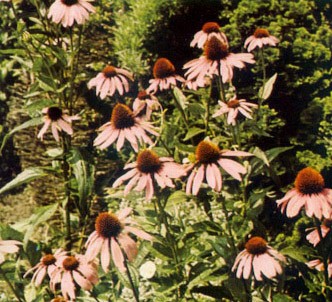 Fotografía de la planta Rudbeckia rosa