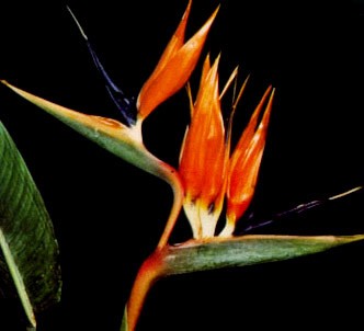 Fotografía de la planta Estrilicia - Flor ave del paraiso