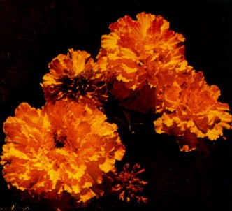 Fotografía de la planta Clavelón de la india