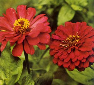 Zinia