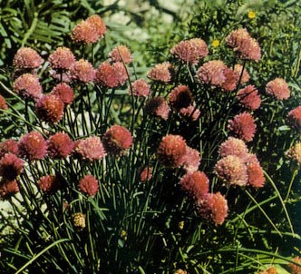 Fotografía de la planta Cebollino francés