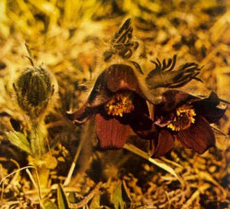 Fotografía de la planta Pulsatila