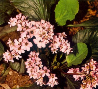 Fotografía de la planta Hortensia de invierno