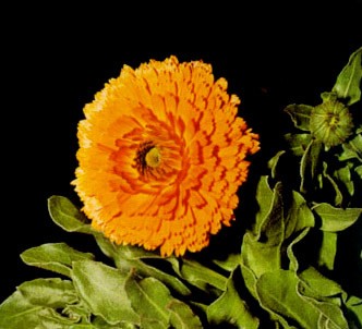 Fotografía de la planta Maravilla - Caléndula H.