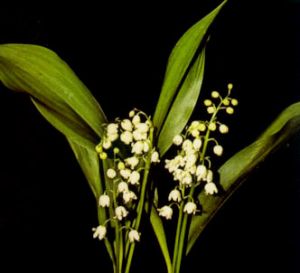 Convalaria