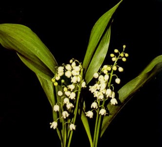 Fotografía de la planta Convalaria