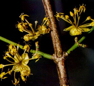 Fotografía de la planta Cornejo macho