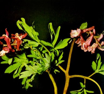 Fotografía de la planta Fumaria