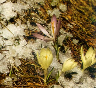 Fotografía de la planta Azafrán silvestre