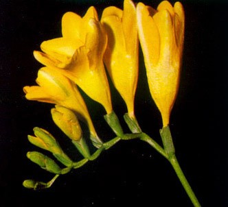 Fotografía de la planta Africanas