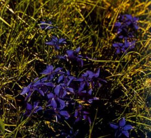 Genciana de primavera