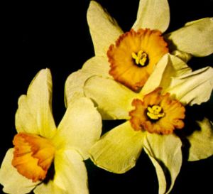 Narciso