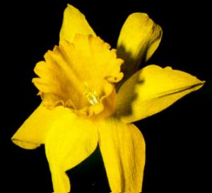 Narciso de otoño