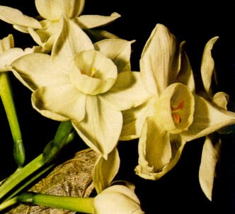 Fotografía de la planta Copa de los ángeles