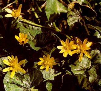 Fotografía de la planta Celidonia menor
