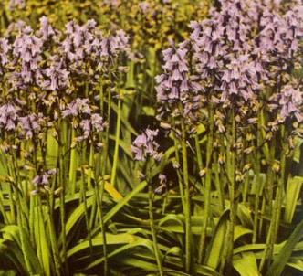 Fotografía de la planta Escila española
