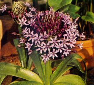 Flor de la corona