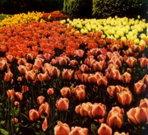 Tulipán