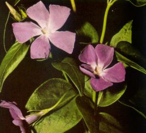 Vincapervinca mayor