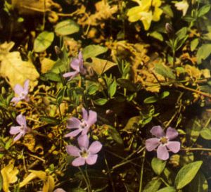 Vincapervinca
