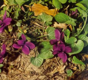 Violeta