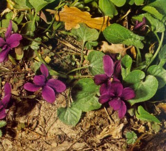 Fotografía de la planta Violeta
