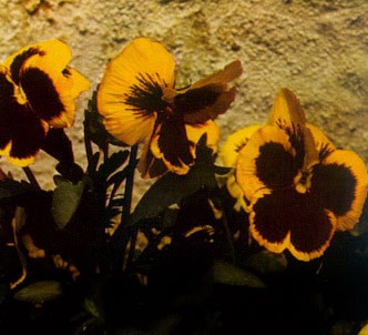 Fotografía de la planta Pensamiento