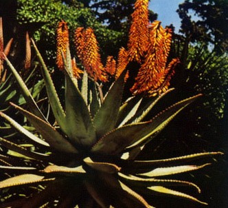 Fotografía de la planta Áloe