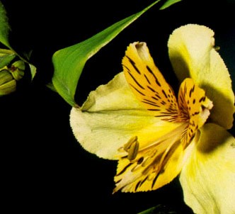 Fotografía de la planta Alstroemeria