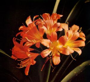 Clivia