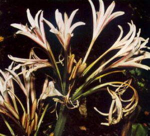 Amarilis de hojas largas