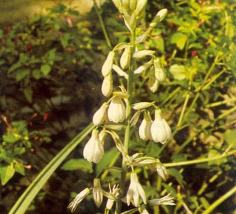 Fotografía de la planta Jacinto de sudáfrica