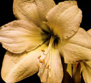 Amarilis