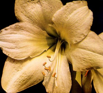 Fotografía de la planta Amarilis