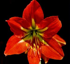 Amarilis escarlata