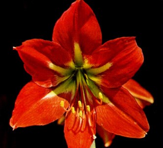 Fotografía de la planta Amarilis escarlata