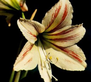 Amarilis del perú