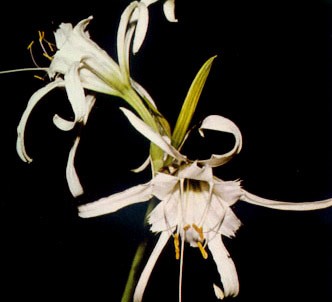 Fotografía de la planta Himenocalis