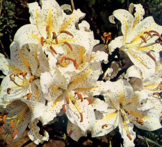 Fotografía de la planta Lirio dorado