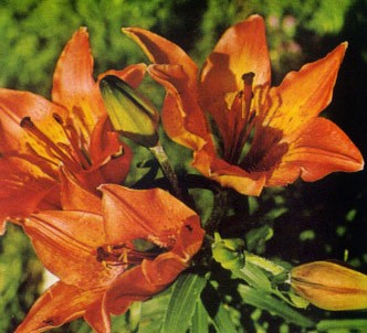 Fotografía de la planta Azucena roja