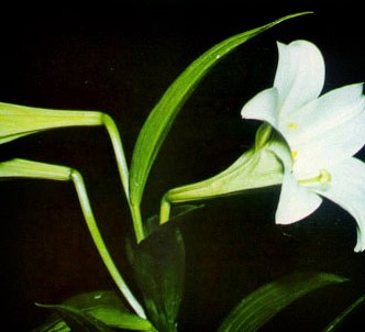 Fotografía de la planta Lirio de flores largas
