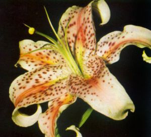 Lirio soberbio