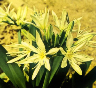 Fotografía de la planta Amormio estrellado