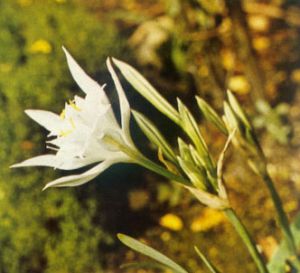 Azucena de mar - Nebulosa