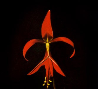 Fotografía de la planta Flor de lis