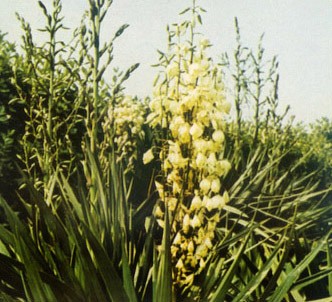 Fotografía de la planta Yuca