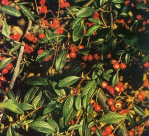 Cotoneaster