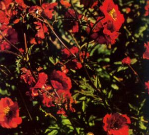Geum de chile